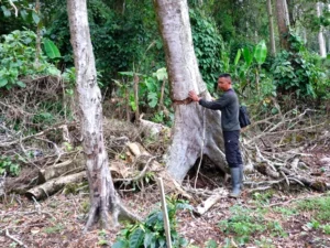 Kerusakan Hutan TNKS