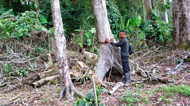 Kerusakan Hutan TNKS