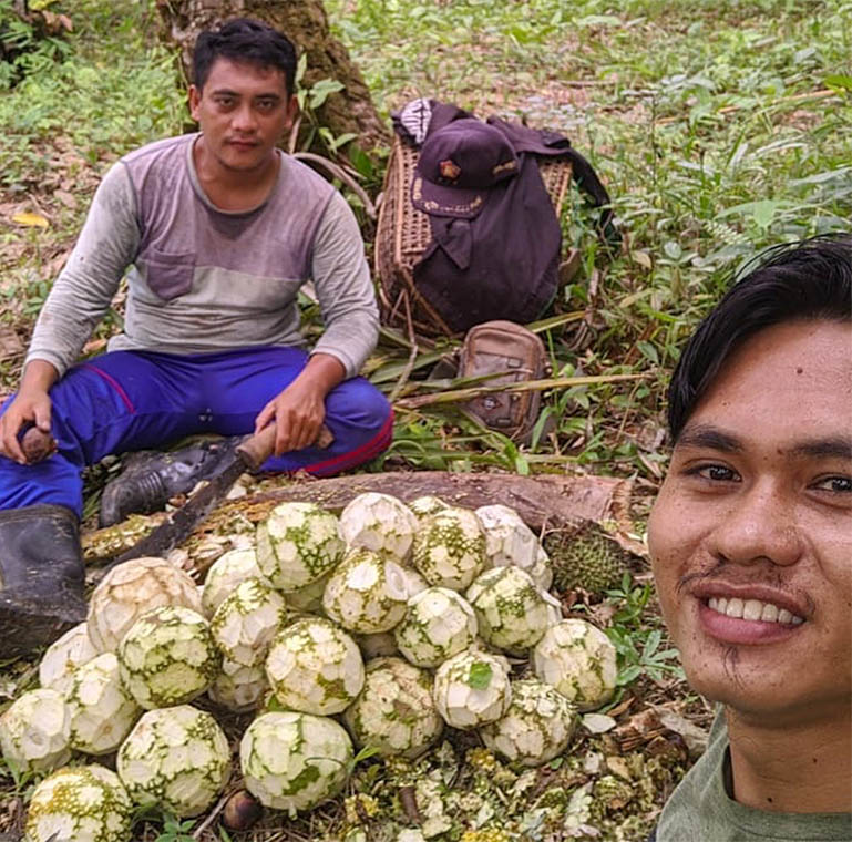 Menikmati Tiga Jenis Durian Berbeda Rasa di Pulau Sipora, Mentawai