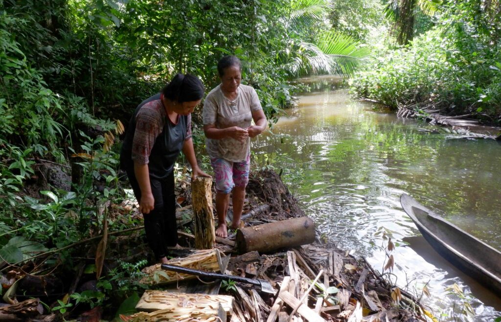 Terancamnya Budi Daya Toek Para Perempuan di Sipora, Mentawai 7 Lampiran Gambar