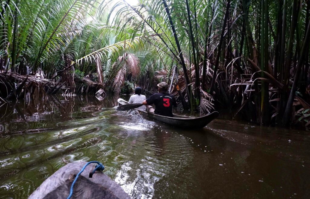 Terancamnya Budi Daya Toek Para Perempuan di Sipora, Mentawai 1 Lampiran Gambar