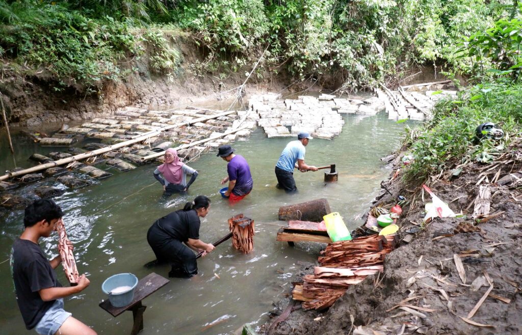 Terancamnya Budi Daya Toek Para Perempuan di Sipora, Mentawai 10 Lampiran Gambar