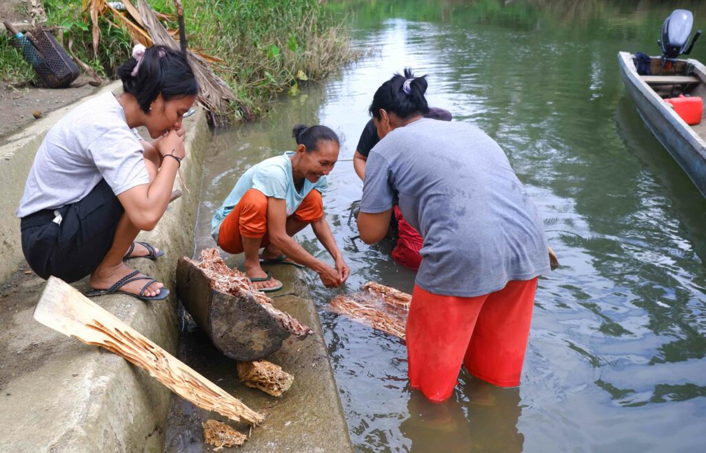 Terancamnya Budi Daya Toek Para Perempuan di Sipora, Mentawai 20 Lampiran Gambar