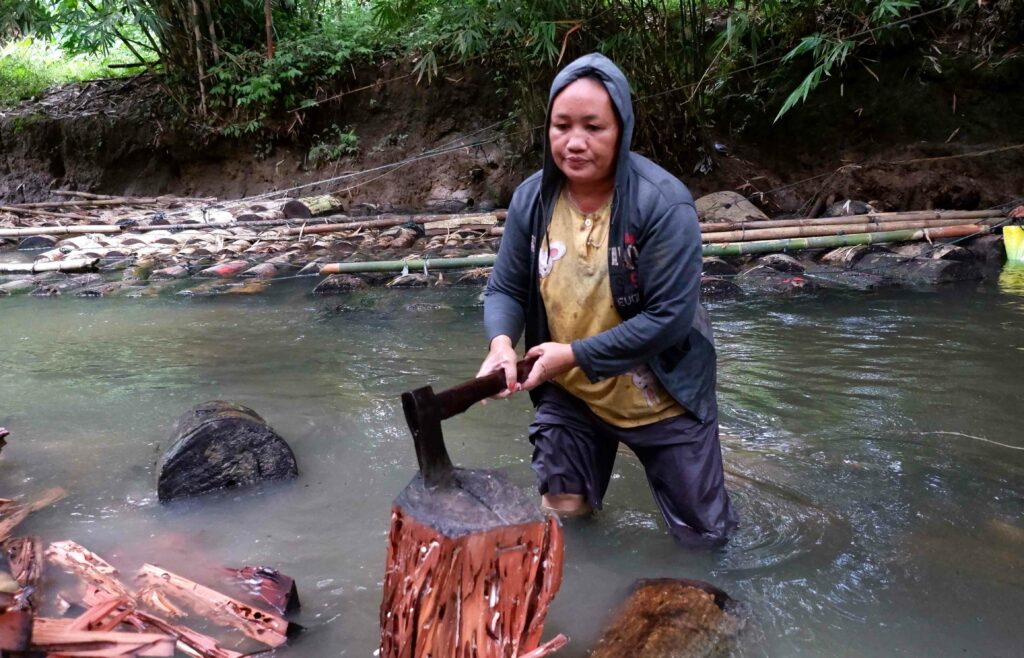 Terancamnya Budi Daya Toek Para Perempuan di Sipora, Mentawai 13 Lampiran Gambar