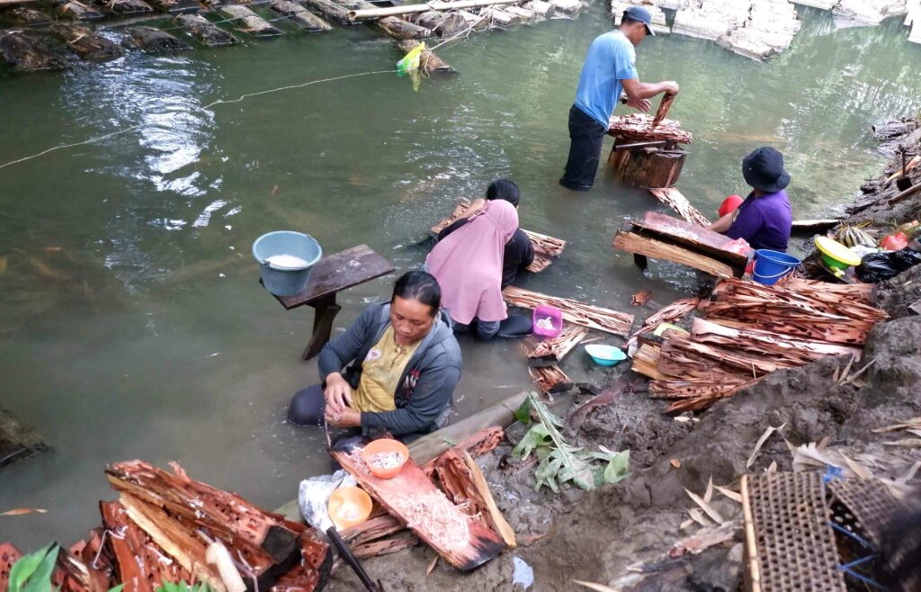 Terancamnya Budi Daya Toek Para Perempuan di Sipora, Mentawai 14 Lampiran Gambar
