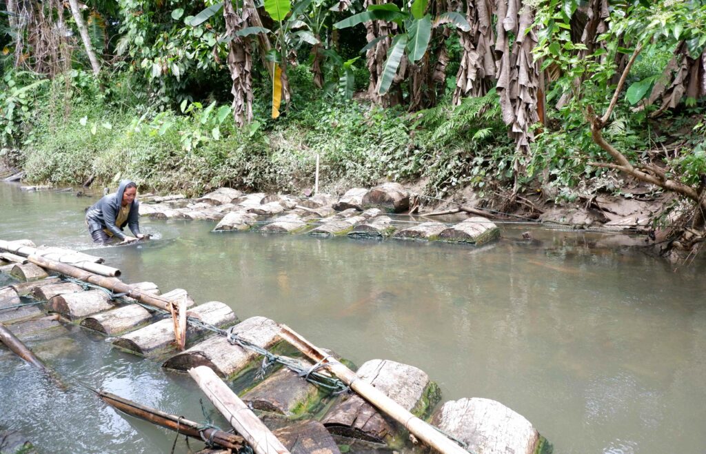 Terancamnya Budi Daya Toek Para Perempuan di Sipora, Mentawai 15 Lampiran Gambar