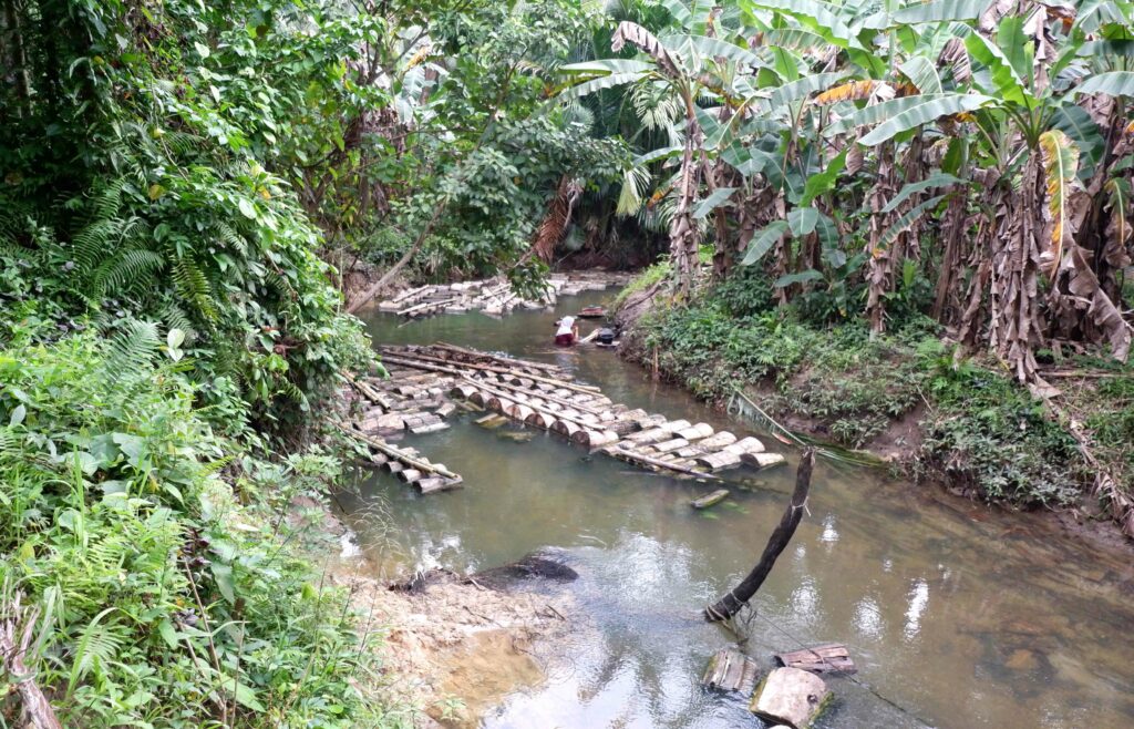 Terancamnya Budi Daya Toek Para Perempuan di Sipora, Mentawai 16 Lampiran Gambar