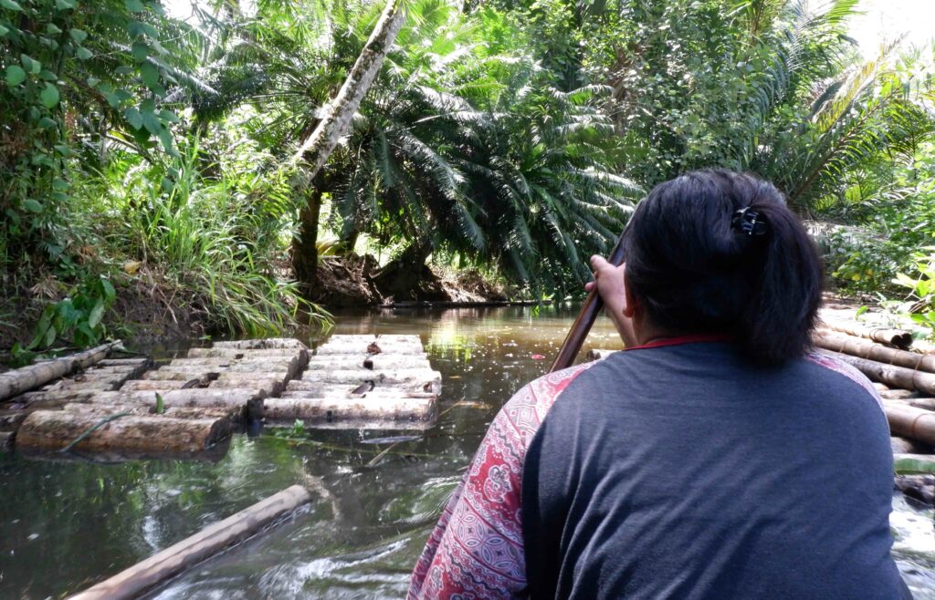 Terancamnya Budi Daya Toek Para Perempuan di Sipora, Mentawai 17 Lampiran Gambar