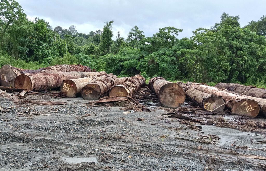 Terancamnya Budi Daya Toek Para Perempuan di Sipora, Mentawai 22 Lampiran Gambar