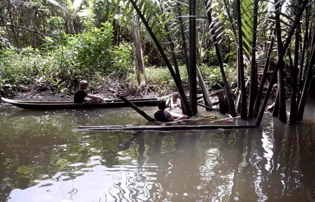 Terancamnya Budi Daya Toek Para Perempuan di Sipora, Mentawai 3 Lampiran Gambar
