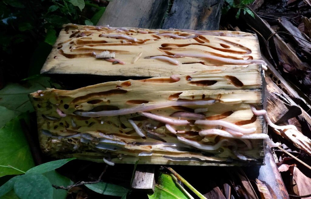 Terancamnya Budi Daya Toek Para Perempuan di Sipora, Mentawai 4 Lampiran Gambar