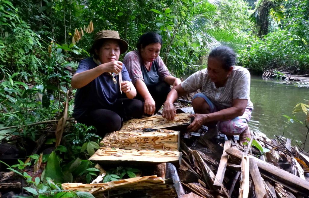 Terancamnya Budi Daya Toek Para Perempuan di Sipora, Mentawai 5 Lampiran Gambar