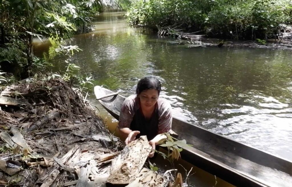 Terancamnya Budi Daya Toek Para Perempuan di Sipora, Mentawai 6 Lampiran Gambar