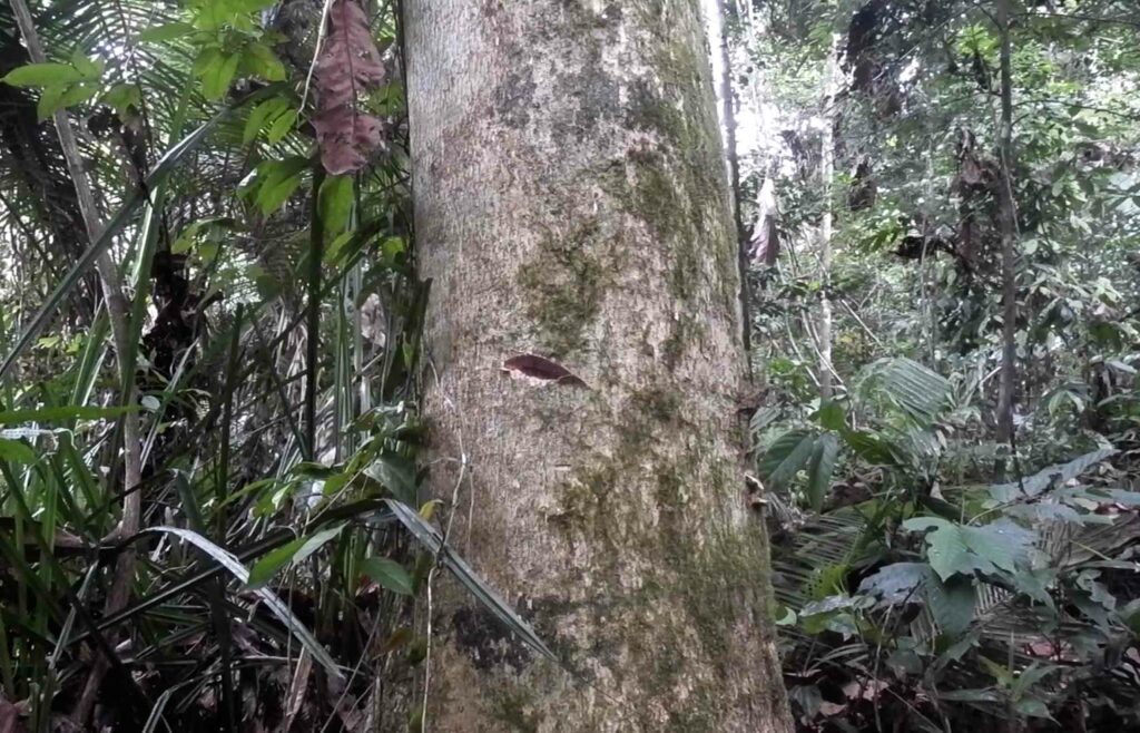 Terancamnya Budi Daya Toek Para Perempuan di Sipora, Mentawai 9 Lampiran Gambar