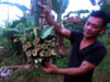pisang