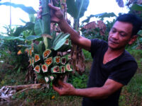 pisang