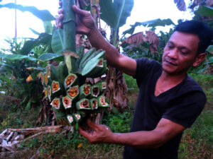 pisang