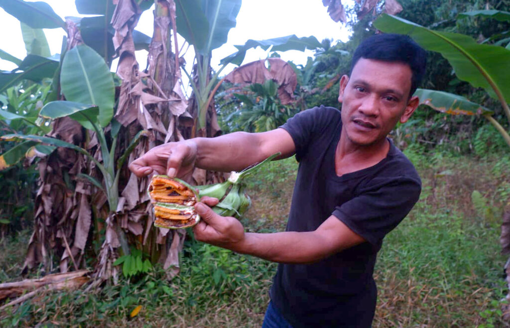 Hama Pisang Menyerang Mentawai, Ini Saran 3 Ahli Pertanian 1 Lampiran Gambar