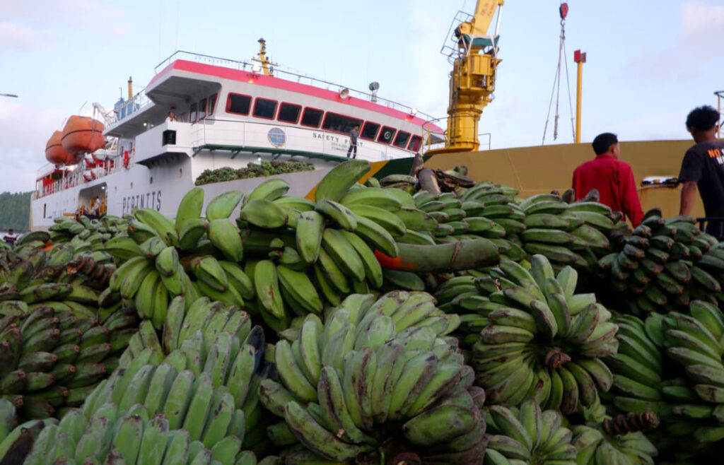 Hama Pisang Menyerang Mentawai, Ini Saran 3 Ahli Pertanian 2 Lampiran Gambar