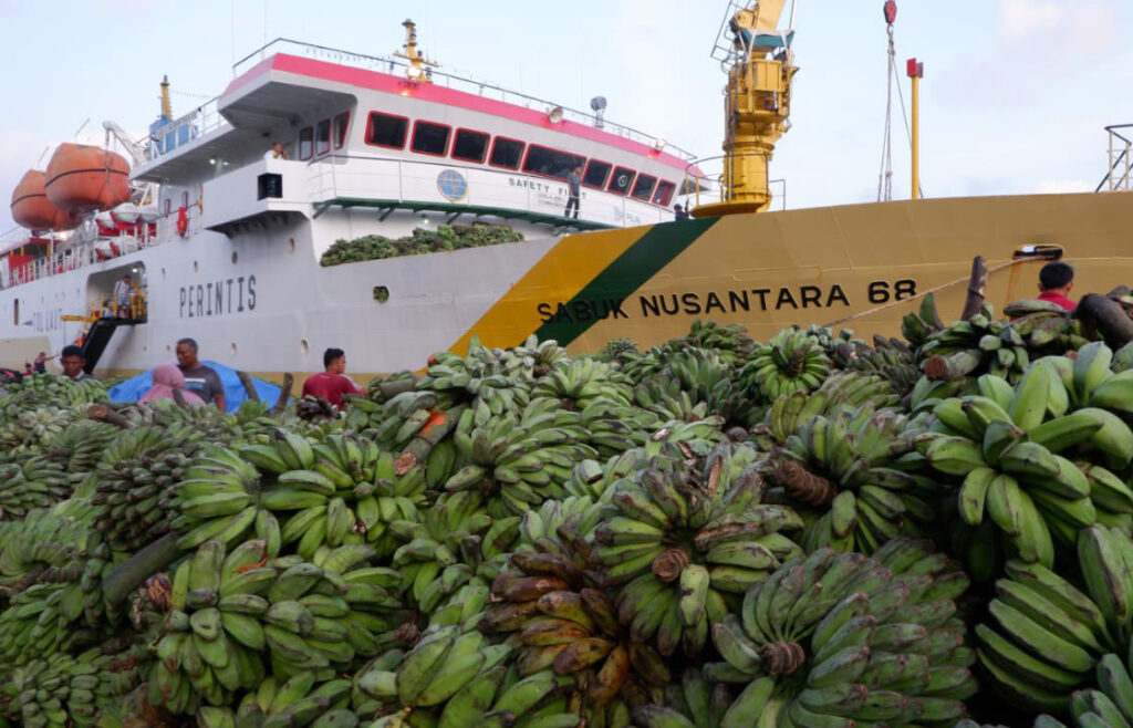 Hama Pisang Menyerang Mentawai, Ini Saran 3 Ahli Pertanian 5 Lampiran Gambar