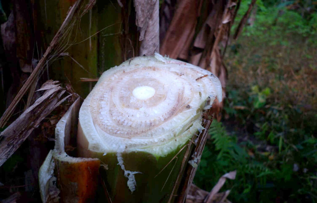 Hama Pisang Menyerang Mentawai, Ini Saran 3 Ahli Pertanian 3 Lampiran Gambar