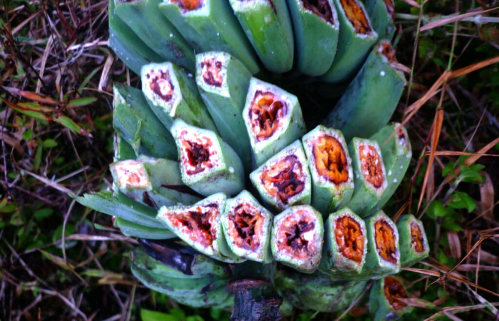 Hama Pisang Menyerang Mentawai, Ini Saran 3 Ahli Pertanian 4 Lampiran Gambar