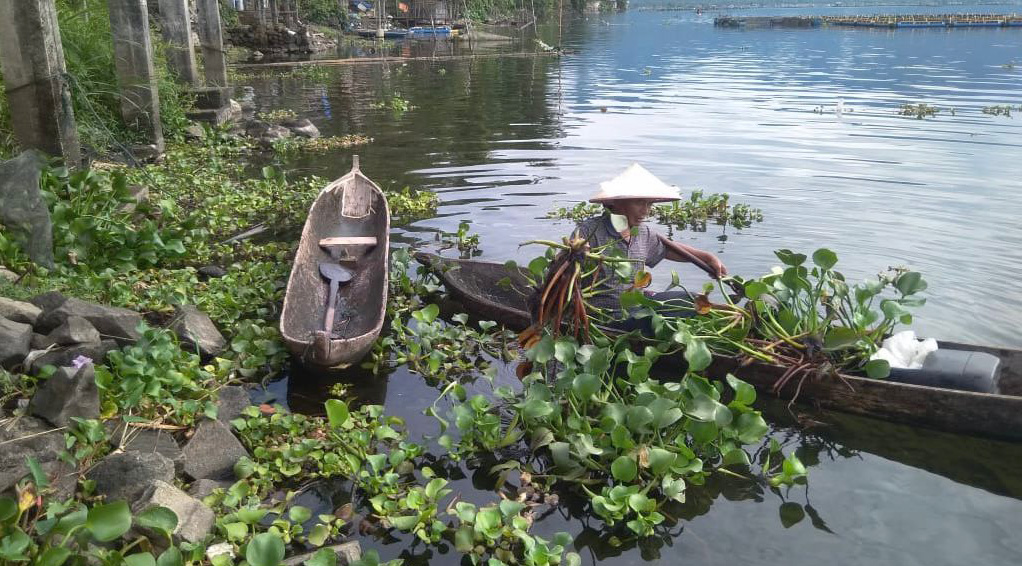 Kini Danau Maninjau Mengalami Krisis Lingkungan 9 Lampiran Gambar