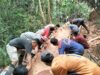 Siberut