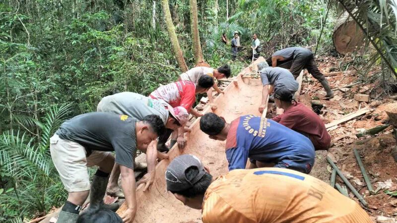 Siberut