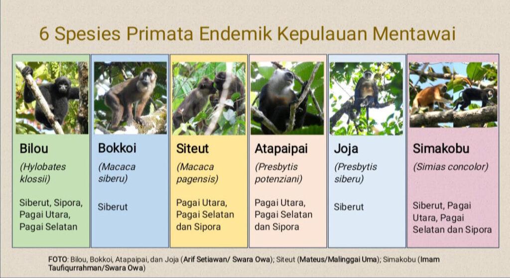 Primata Endemik Mentawai di Ujung Senapan dan Tergerusnya Habitat 2 Lampiran Gambar