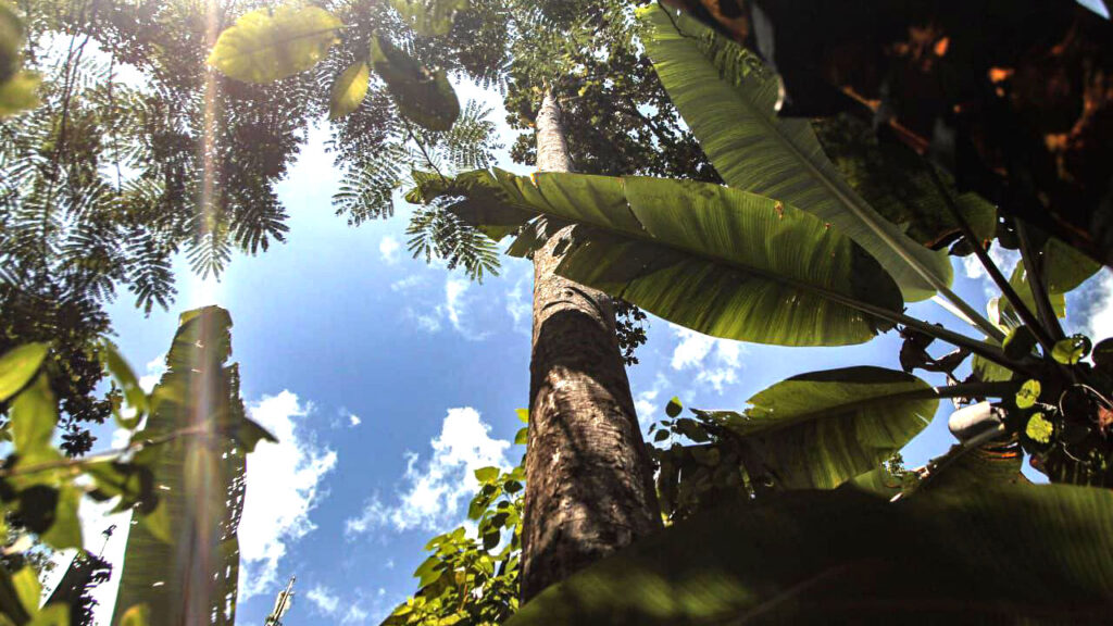 Menyelamatkan Pulau Sipora yang Kaya 18 Lampiran Gambar