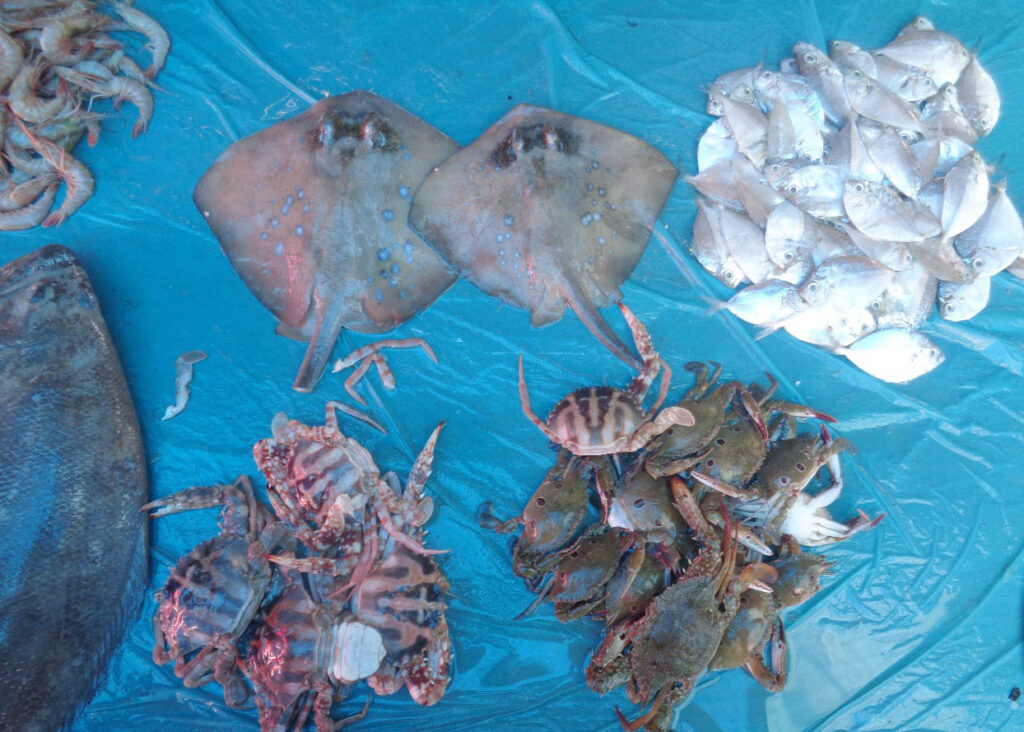 Kehidupan Nelayan Pasie Nan Tigo: “Laut Sekarang Berbeda” 8 Lampiran Gambar