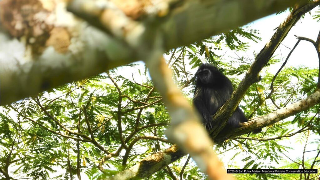 Racun Panah Leluhur Mentawai di Ujung Peluru Modern 7 Lampiran Gambar